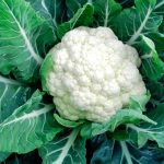 81PBRBpfVUL._SX679_.jpg